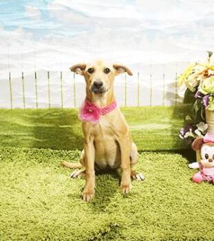 CLOVE -  Labrador Retriever Dog for Adoption in Castro Valley, California - CLOVE | PetCurious