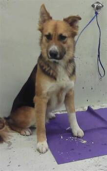Border Collie and Mixed Breed Dogs Available for Adoption - KRISTOFF | PetCurious