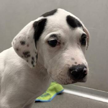 Marshall -  Terrier Dog for Adoption in Des Moines, Iowa - Marshall | PetCurious