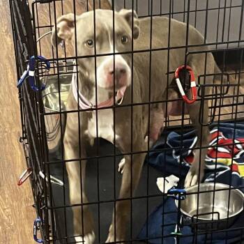 Terrier Dogs Available for Adoption in St. Louis, Missouri - Sojourner | PetCurious
