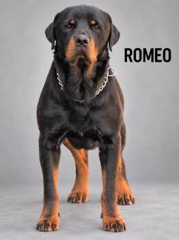Romeo -  Rottweiler Dog for Adoption in Lucas, Texas - Romeo | PetCurious