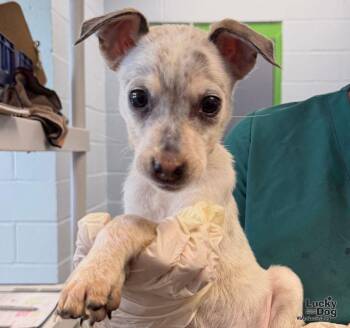 Grimm -  Beagle and Cattle Dog Dog for Adoption in Washington, District Of Columbia - Grimm | PetCurious