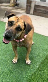 Rescue Black Mouth Cur Dogs for Adoption in Houston, Texas - Momma | PetCurious