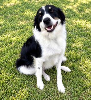 Wren -  Bearded Collie Dog for Adoption in Bandera, Texas - Wren | PetCurious
