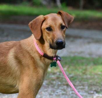 Labrador Retriever Dogs Available for Adoption in Willingboro, New Jersey - Lainey | PetCurious