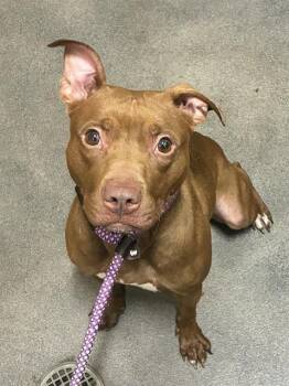 REBA -  Pit Bull Terrier Dog for Adoption - REBA | PetCurious