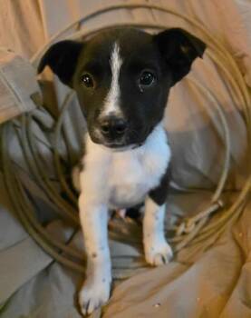 Rescue Border Collie Dogs for Adoption in Riverton, Wyoming - Joey | PetCurious