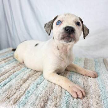 Terrier Dogs Available for Adoption in Lufkin, Texas - Banana | PetCurious