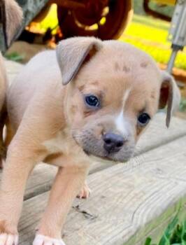 Luna -  Boston Terrier and Terrier Dog for Adoption in El Dorado, Arkansas - Luna | PetCurious