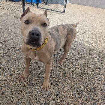 Roux -  Pit Bull Terrier and Mixed Breed Dog for Adoption in Detroit, Michigan - Roux | PetCurious