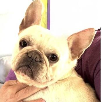French Bulldog Dogs Available for Adoption - Mia Hamm | PetCurious