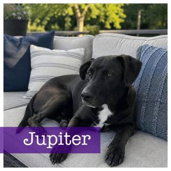 Black Labrador Retriever and Hound Dogs Available for Adoption in Cumming, Georgia - Jupiter | PetCurious