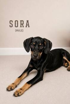 Sora -  Doberman Pinscher and Black And Tan Coonhound Dog for Adoption in Baton Rouge, Louisiana - Sora | PetCurious