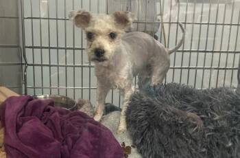 Sweet Potato Fries -  Mixed Breed Dog for Adoption - Sweet Potato Fries | PetCurious