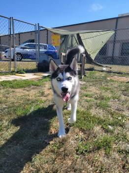 Rescue Husky Dogs for Adoption in Chambersburg, Pennsylvania - Zero | PetCurious