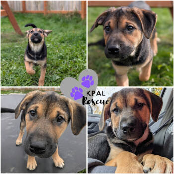 Rescue Husky and Shepherd Dogs for Adoption in Kenai, Alaska - Tai Chi - Martial Arts Litter | PetCurious