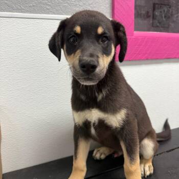 Oliver -  Shepherd and Mixed Breed Dog for Adoption in Casa Grande, Arizona - Oliver | PetCurious
