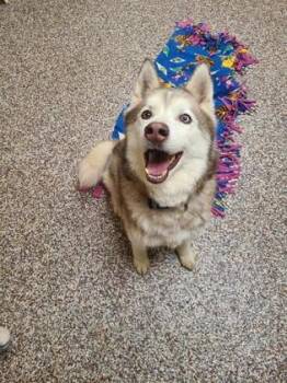 Owen -  Siberian Husky and Mixed Breed Dog for Adoption in Westland, Michigan - Owen | PetCurious