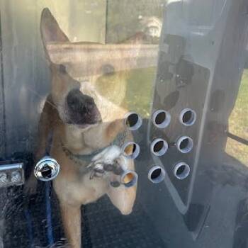 Rescue Mixed Breed Dogs for Adoption in Bristol, Indiana - English | PetCurious