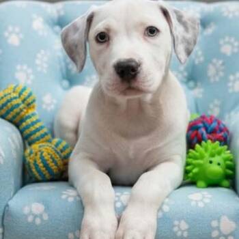 Pit Bull Terrier and Dalmatian Dogs Available for Adoption in Tylertown, Mississippi - Bluey | PetCurious