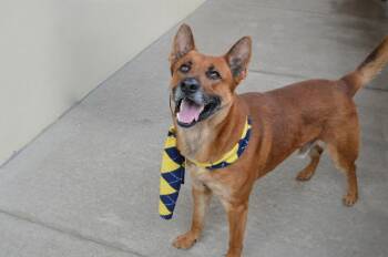 Shepherd Dogs Available for Adoption - Mango | PetCurious