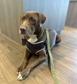 Rescue Staffordshire Bull Terrier and Chocolate Labrador Retriever Dogs for Adoption in Sadler, Texas - Mocha | PetCurious