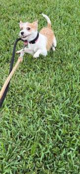 Perilla -  Chihuahua Dog Available for Adoption in Elmwood, Louisiana - Perilla | PetCurious