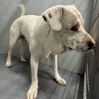 Zero -  Labrador Retriever Dog for Adoption in Kingman, Arizona - Zero | PetCurious
