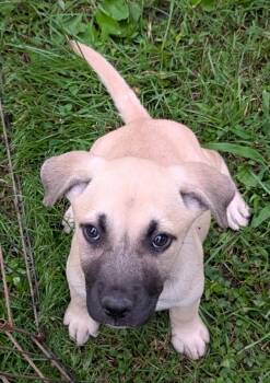 Phoenix -  Labrador Retriever and Black Mouth Cur Dog for Adoption in Watertown, Connecticut - Phoenix | PetCurious