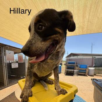 Hillary -  Pit Bull Terrier Dog for Adoption in Austin, Texas - Hillary | PetCurious