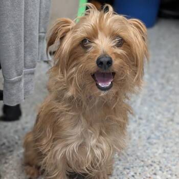 Mixed Breed and Yorkshire Terrier Dogs Available for Adoption in West Olive, Michigan - Siri | PetCurious