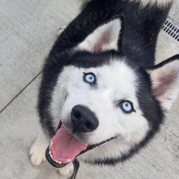 Maverick -  Husky Dog for Adoption in Warren, Ohio - Maverick | PetCurious
