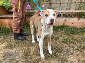 ATLAS -  Pit Bull Terrier Dog for Adoption in Mckinleyville, California - ATLAS | PetCurious