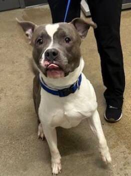 Pit Bull Terrier Dogs Available for Adoption - Carl Jr. | PetCurious