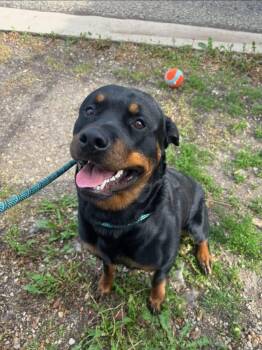 Buerhle -  Rottweiler Dog for Adoption in Oswego, Illinois - Buerhle | PetCurious