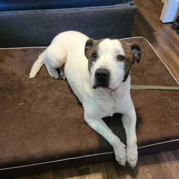 Bailey FC AB -  Mixed Breed Dog for Adoption in Union, Missouri - Bailey FC AB | PetCurious