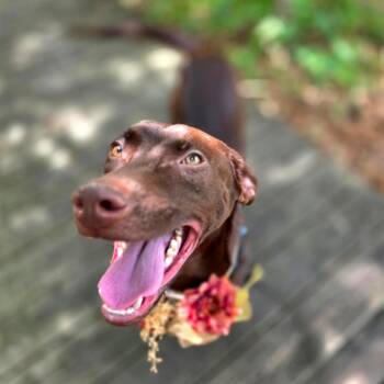 Mixed Breed Dogs Available for Adoption in Port Charlotte, Florida - Plum | PetCurious