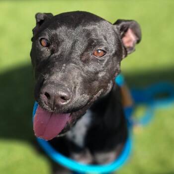 Rescue Mixed Breed Dogs for Adoption in Columbia, South Carolina - KIRA | PetCurious