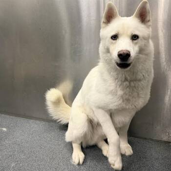 SNOW -  Mixed Breed Dog for Adoption in Dallas, Texas - SNOW | PetCurious