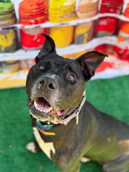 Barrel -  Mixed Breed Dog for Adoption in Cincinnati, Ohio - Barrel | PetCurious