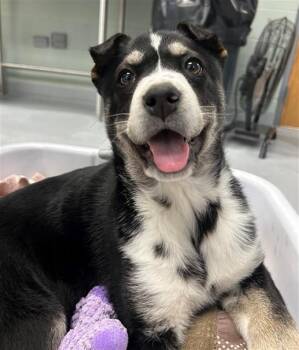 Pit Bull Terrier and German Shepherd Dog Dogs Available for Adoption - PENELOPE | PetCurious