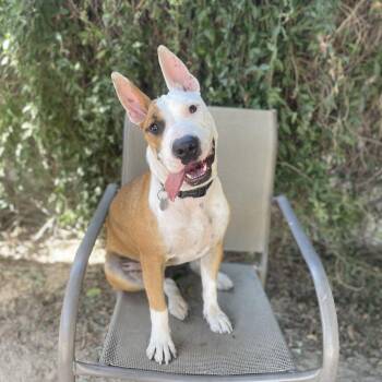 Angus Boy -  Bull Terrier and Mixed Breed Dog for Adoption in Riverside, California - Angus Boy | PetCurious
