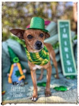 Chihuahua Dogs Available for Adoption - Captain Noodle | PetCurious