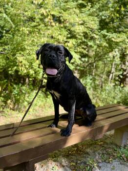 Lottie -  Cane Corso Dog for Adoption in Cleveland, Ohio - Lottie | PetCurious