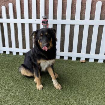 RIVER -  German Shepherd Dog and Mixed Breed Dog for Adoption in Modesto, California - RIVER | PetCurious