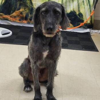 Charlie -  Irish Wolfhound and Standard Poodle Dog for Adoption in Lake Panasoffkee, Florida - Charlie | PetCurious