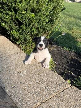 Patches -  Spaniel and Terrier Dog for Adoption in Willingboro, New Jersey - Patches | PetCurious