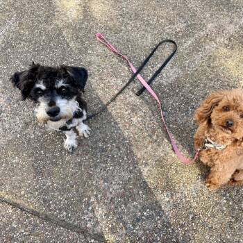 Poodle and Maltese Dogs Available for Adoption in Pacifica, California - Truffle | PetCurious