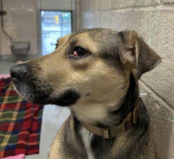 Mixed Breed Dogs Available for Adoption - Handsome (finder) | PetCurious