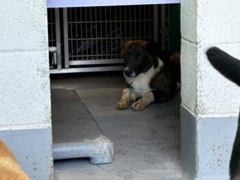 German Shepherd Dog and Mixed Breed Dogs Available for Adoption in Visalia, California - A253060 | PetCurious